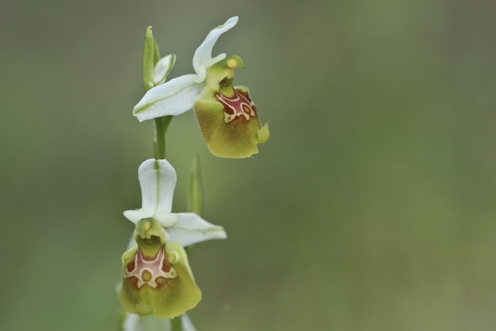 Ophrys gracilis apocromatica